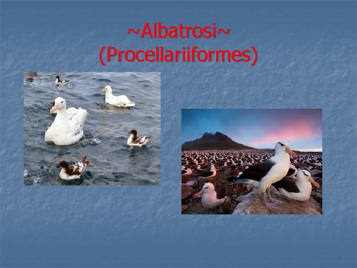 ~Albatrosi~ (Procellariiformes) 