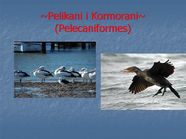 ~Pelikani i Kormorani~ (Pelecaniformes) 