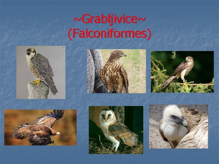 ~Grabljivice~ (Falconiformes) 