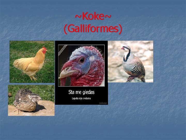 ~Koke~ (Galliformes) 