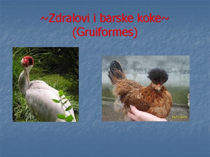 ~Zdralovi i barske koke~ (Gruiformes) 