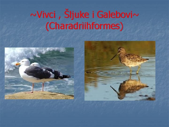 ~Vivci , Šljuke i Galebovi~ (Charadriihformes) 