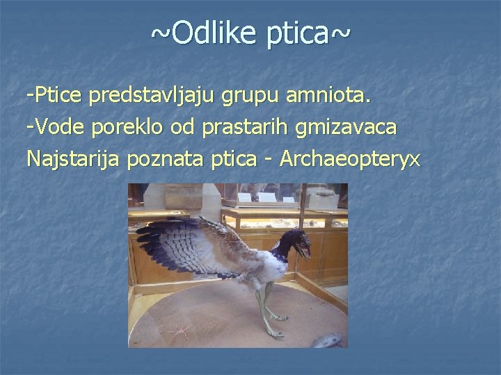 ~Odlike ptica~ -Ptice predstavljaju grupu amniota. -Vode poreklo od prastarih gmizavaca Najstarija poznata ptica