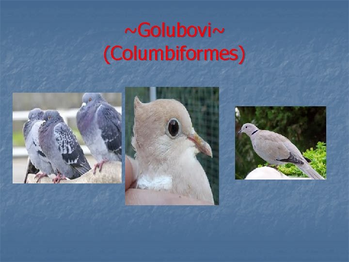 ~Golubovi~ (Columbiformes) 