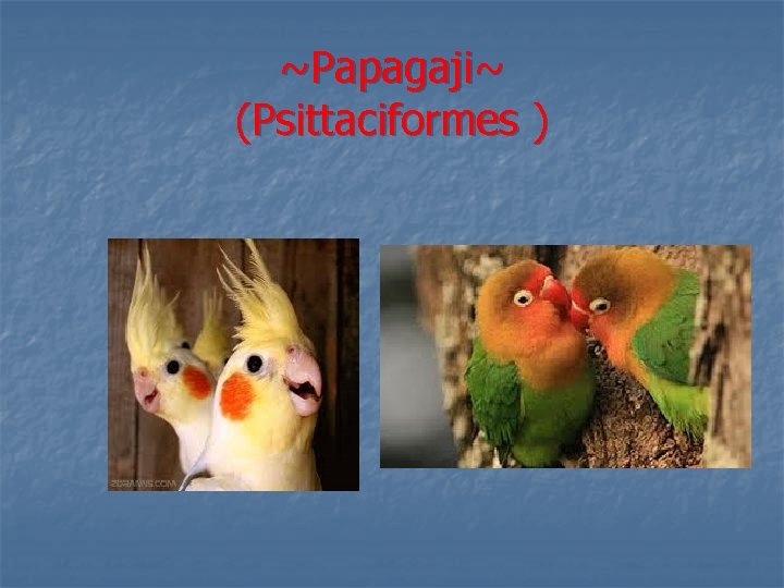 ~Papagaji~ (Psittaciformes ) 