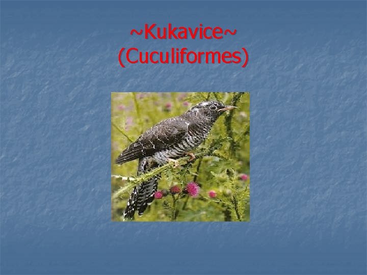 ~Kukavice~ (Cuculiformes) 