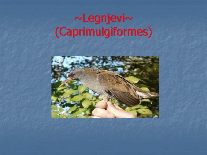 ~Legnjevi~ (Caprimulgiformes) 