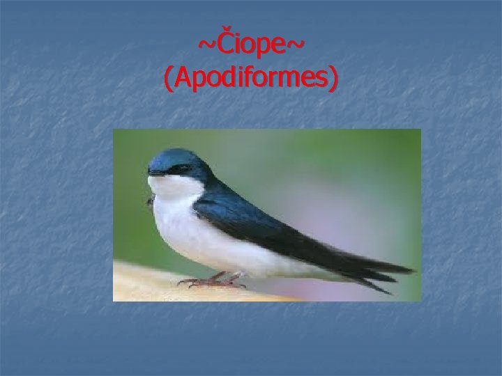 ~Čiope~ (Apodiformes) 