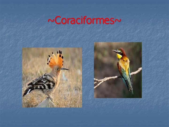 ~Coraciformes~ 