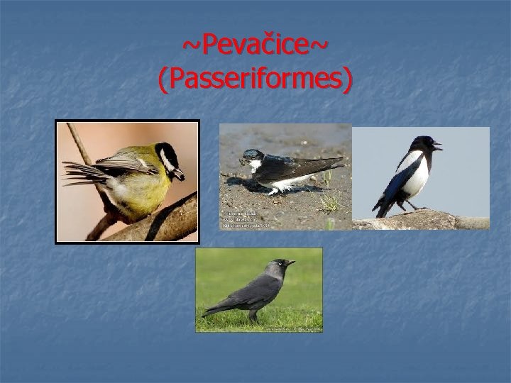 ~Pevačice~ (Passeriformes) 