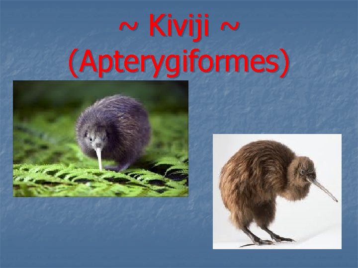 ~ Kiviji ~ (Apterygiformes) 