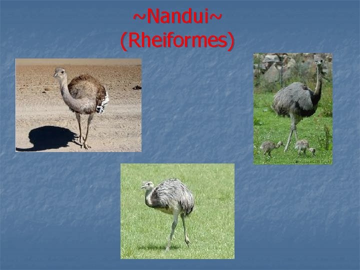 ~Nandui~ (Rheiformes) 