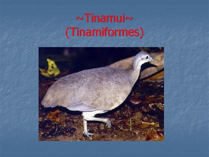 ~Tinamui~ (Tinamiformes) 