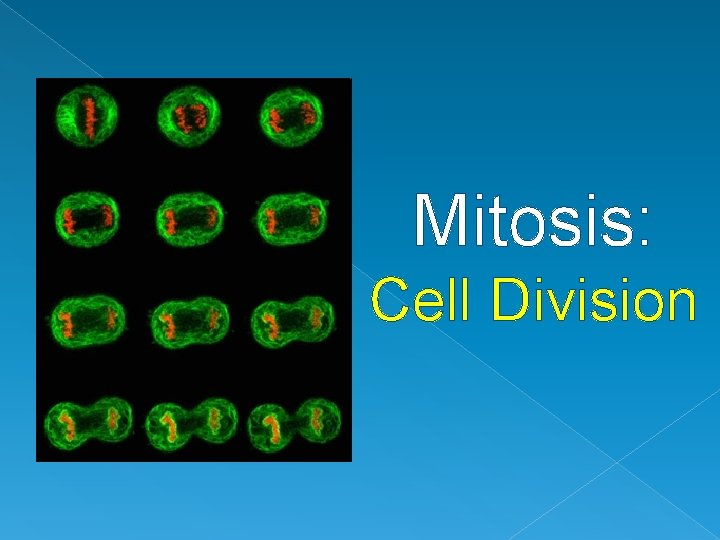 Mitosis: Cell Division 