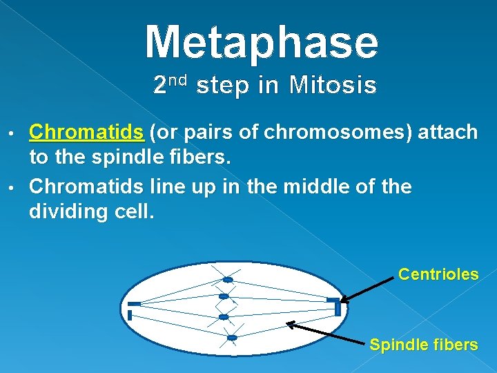 Metaphase 2 nd step in Mitosis Chromatids (or pairs of chromosomes) attach to the