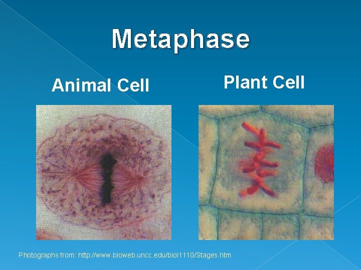 Metaphase Animal Cell Plant Cell Photographs from: http: //www. bioweb. uncc. edu/biol 1110/Stages. htm