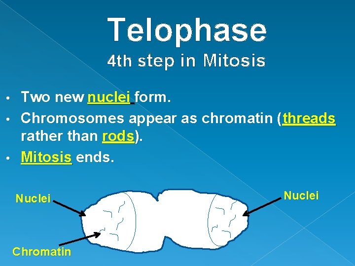 Telophase 4 th step in Mitosis Two new nuclei form. • Chromosomes appear as