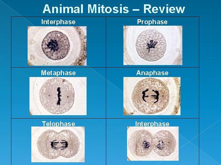 Animal Mitosis – Review Interphase Metaphase Telophase Prophase Anaphase Interphase 