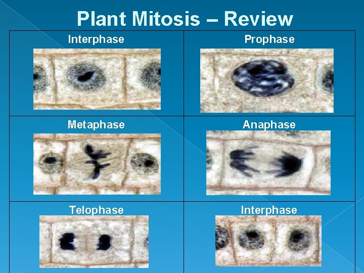 Plant Mitosis – Review Interphase Metaphase Telophase Prophase Anaphase Interphase 