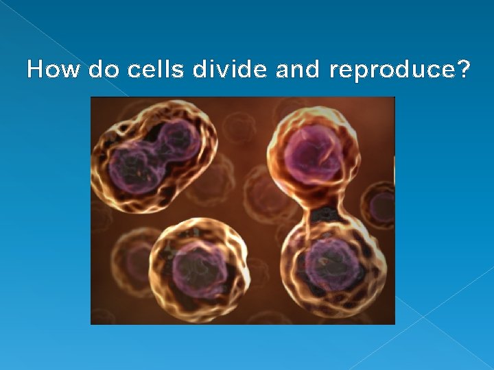 How do cells divide and reproduce? 