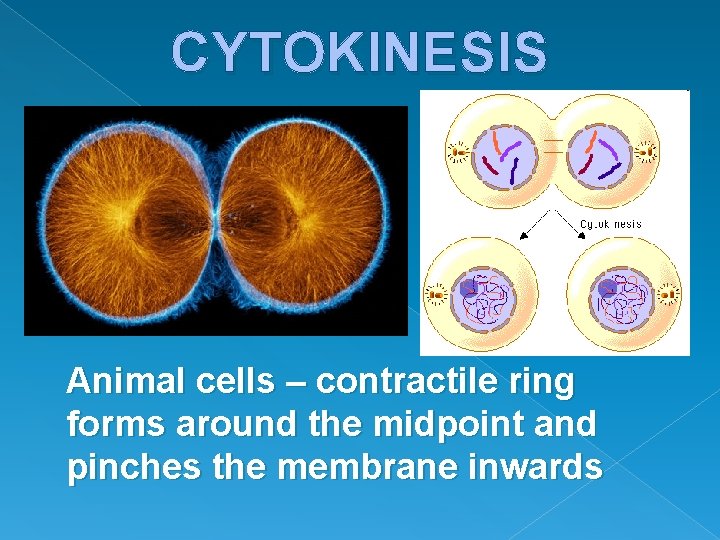 CYTOKINESIS Animal cells – contractile ring forms around the midpoint and pinches the membrane