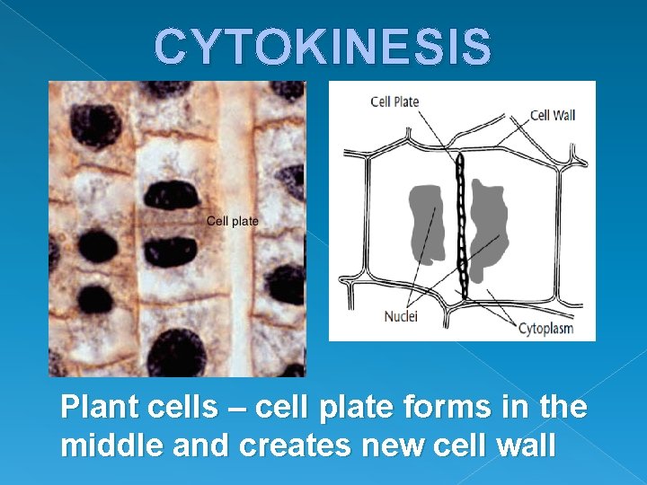 CYTOKINESIS Plant cells – cell plate forms in the middle and creates new cell