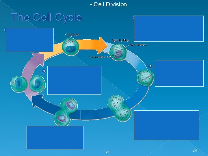 - Cell Division The Cell Cycle 24 24 