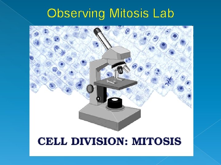 Observing Mitosis Lab 