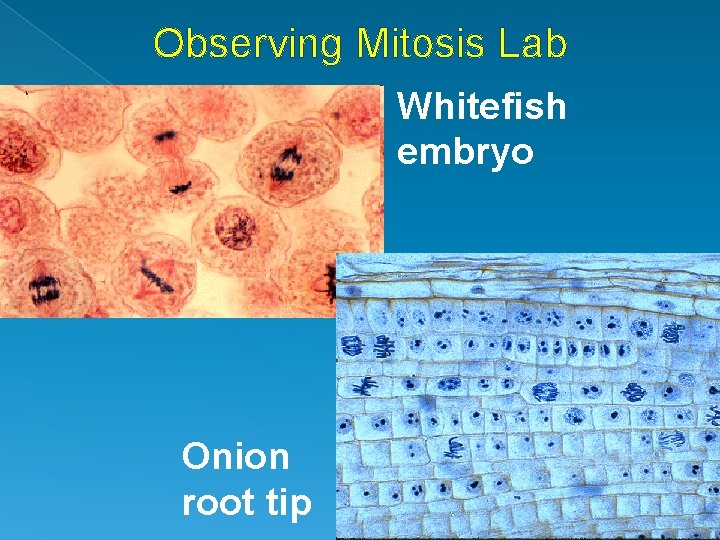 Observing Mitosis Lab Whitefish embryo Onion root tip 