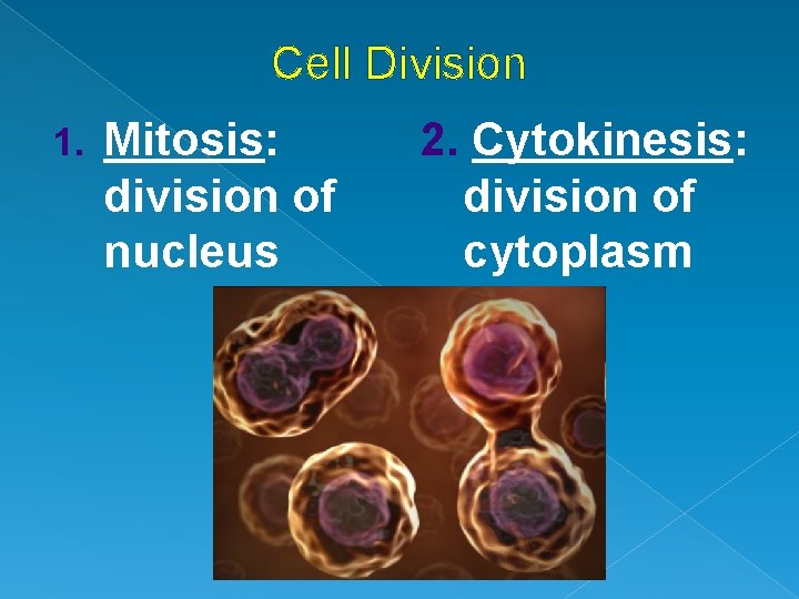 Cell Division 1. Mitosis: division of nucleus 2. Cytokinesis: division of cytoplasm 