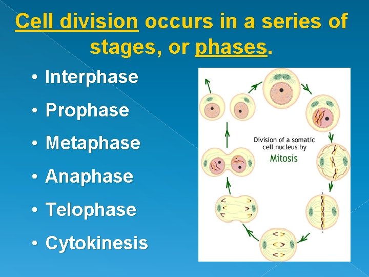 Cell division occurs in a series of stages, or phases. • Interphase • Prophase