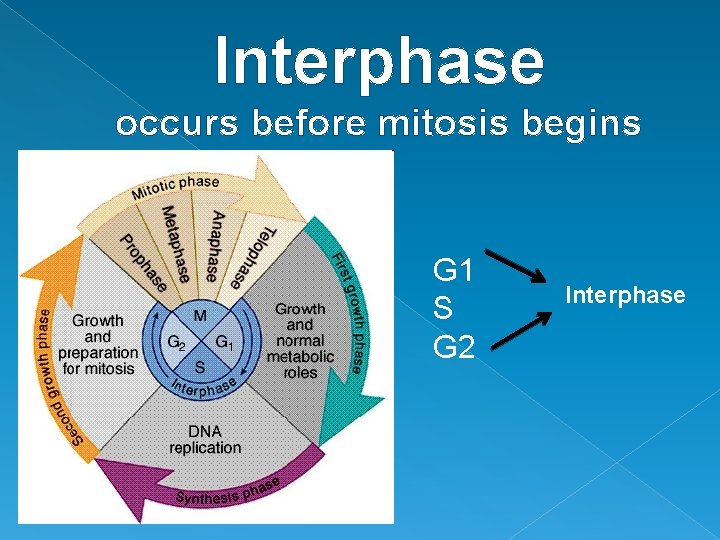 Interphase occurs before mitosis begins G 1 S G 2 Interphase 