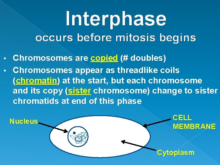 Interphase occurs before mitosis begins Chromosomes are copied (# doubles) • Chromosomes appear as