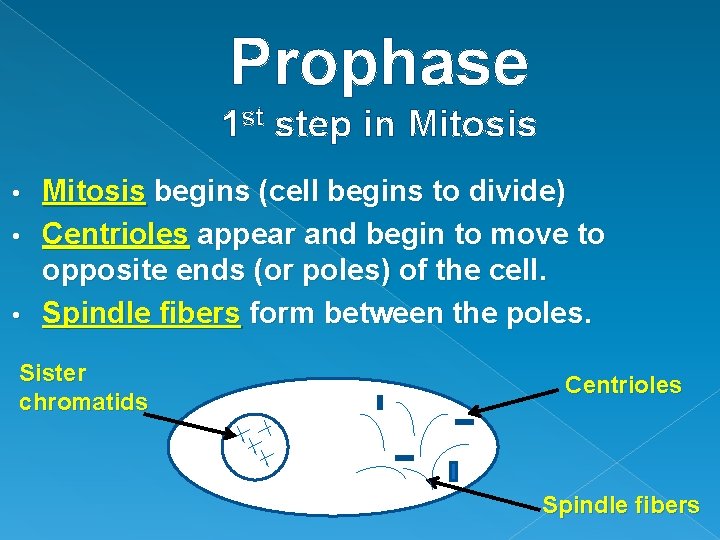 Prophase 1 st step in Mitosis • • • Mitosis begins (cell begins to