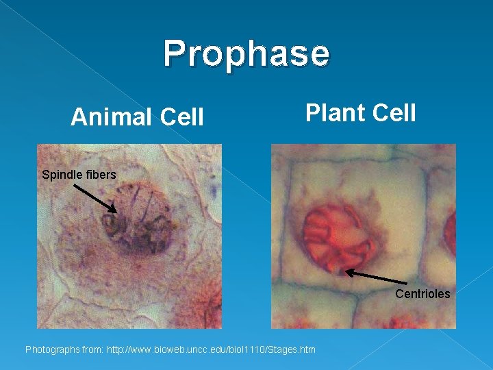 Prophase Animal Cell Plant Cell Spindle fibers Centrioles Photographs from: http: //www. bioweb. uncc.