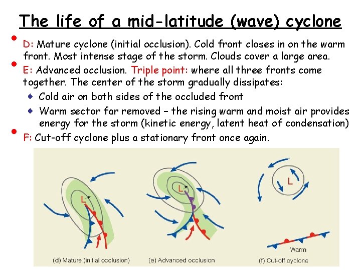 The life of a mid-latitude (wave) cyclone • • • D: Mature cyclone (initial