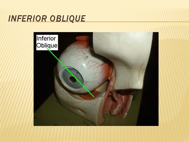 INFERIOR OBLIQUE 