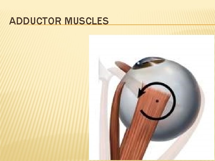 ADDUCTOR MUSCLES 