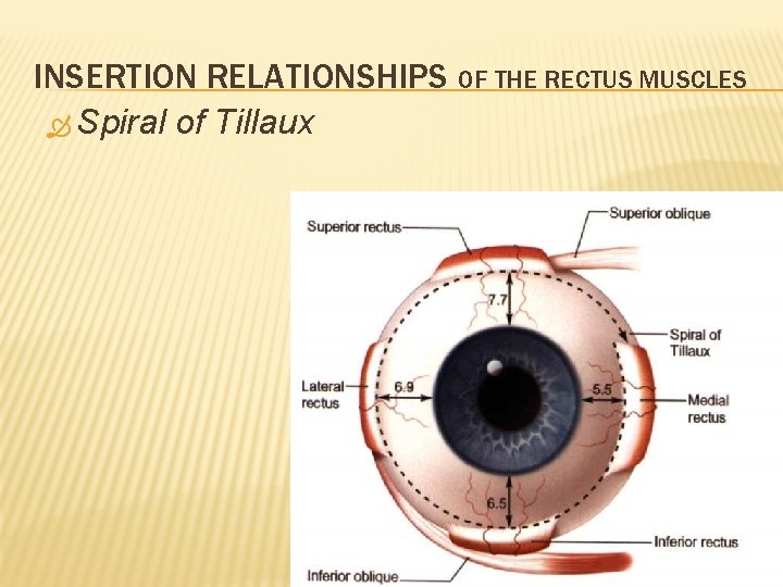 INSERTION RELATIONSHIPS OF THE RECTUS MUSCLES Spiral of Tillaux 