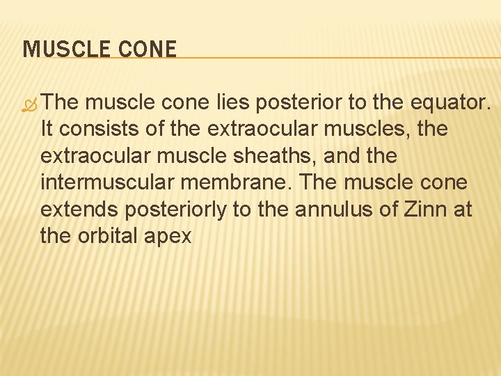 MUSCLE CONE The muscle cone lies posterior to the equator. It consists of the