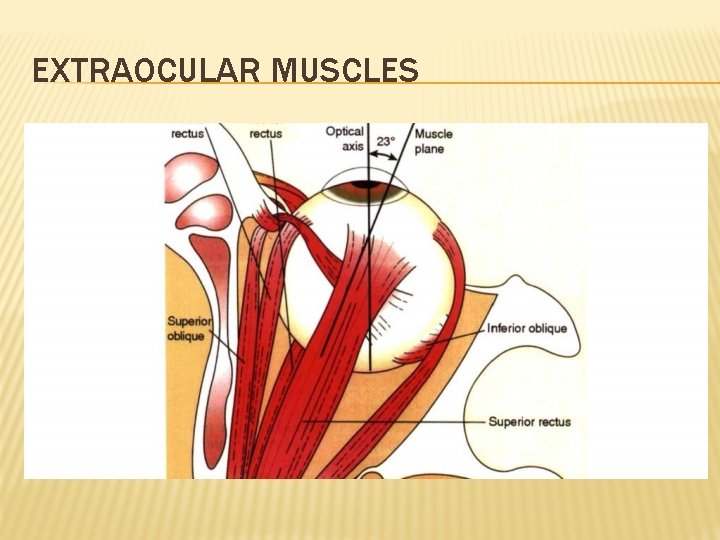 EXTRAOCULAR MUSCLES 