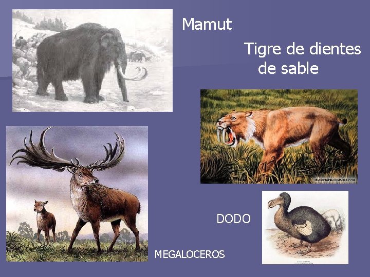 Mamut Tigre de dientes de sable DODO MEGALOCEROS 