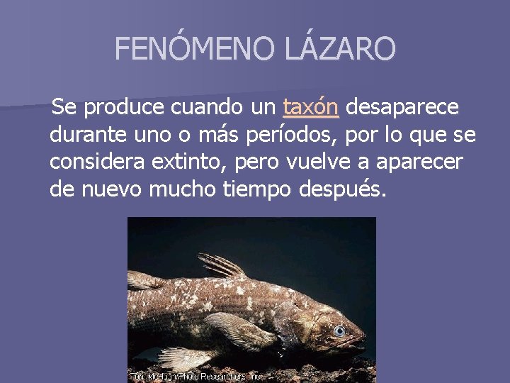 FENÓMENO LÁZARO Se produce cuando un taxón desaparece durante uno o más períodos, por