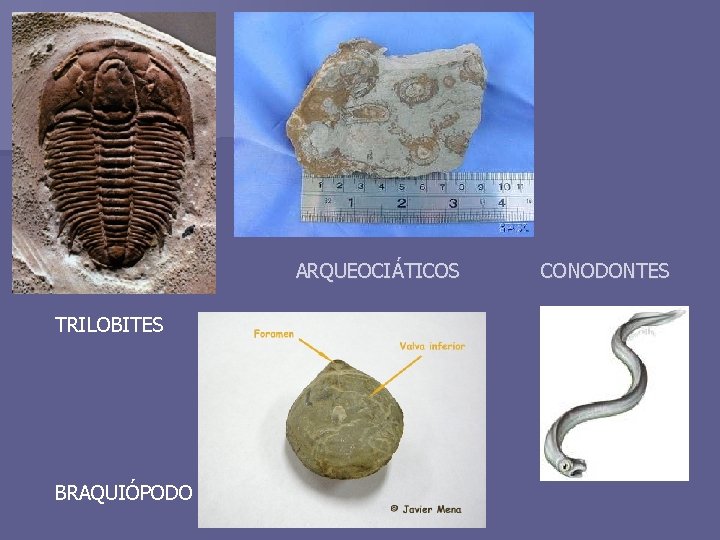 ARQUEOCIÁTICOS CONODONTES TRILOBITES BRAQUIÓPODO 