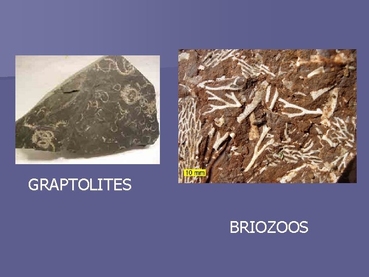 GRAPTOLITES BRIOZOOS 