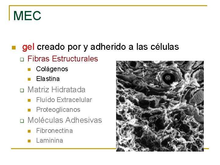 MEC n gel creado por y adherido a las células q Fibras Estructurales n