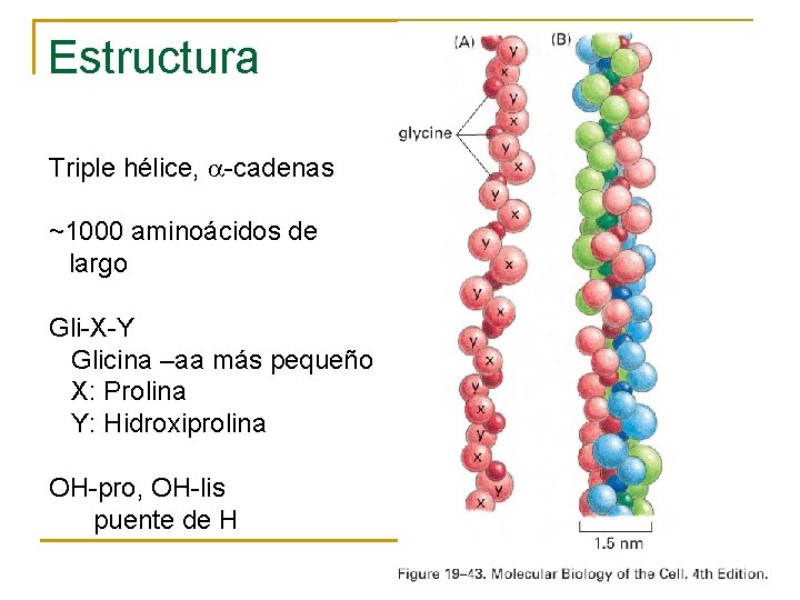 Estructura Triple hélice, a-cadenas ~1000 aminoácidos de largo Gli-X-Y Glicina –aa más pequeño X: