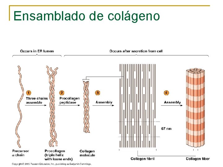 Ensamblado de colágeno 