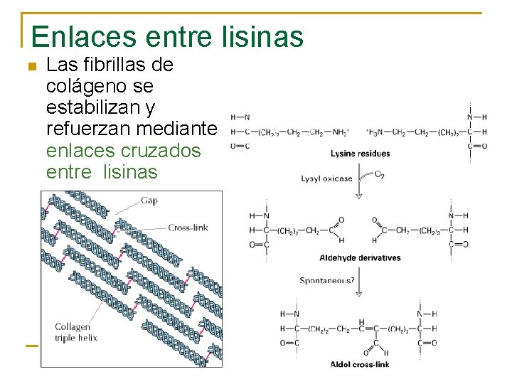 Enlaces entre lisinas n Las fibrillas de colágeno se estabilizan y refuerzan mediante enlaces