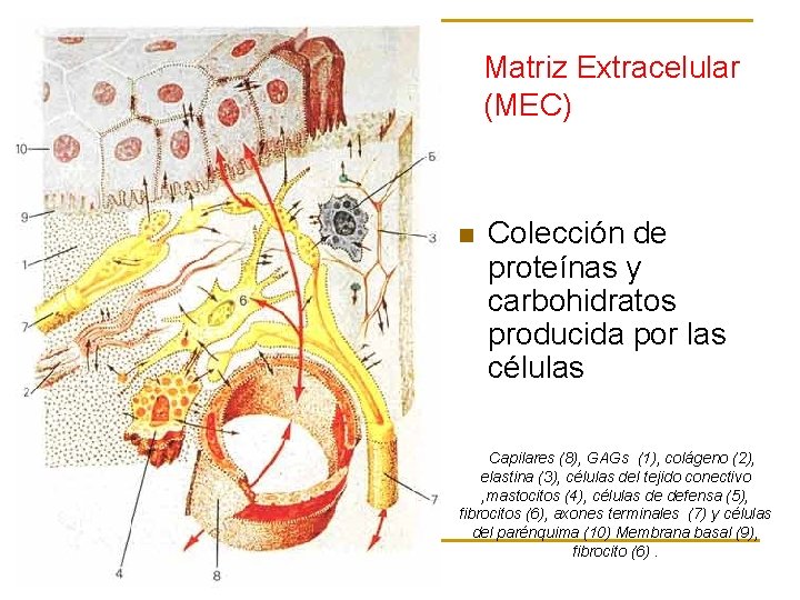 Matriz Extracelular (MEC) n Colección de proteínas y carbohidratos producida por las células Capilares